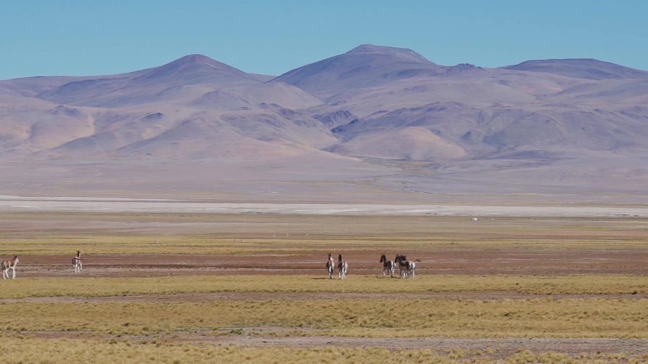 西藏阿里草原上奔跑的藏野驴群