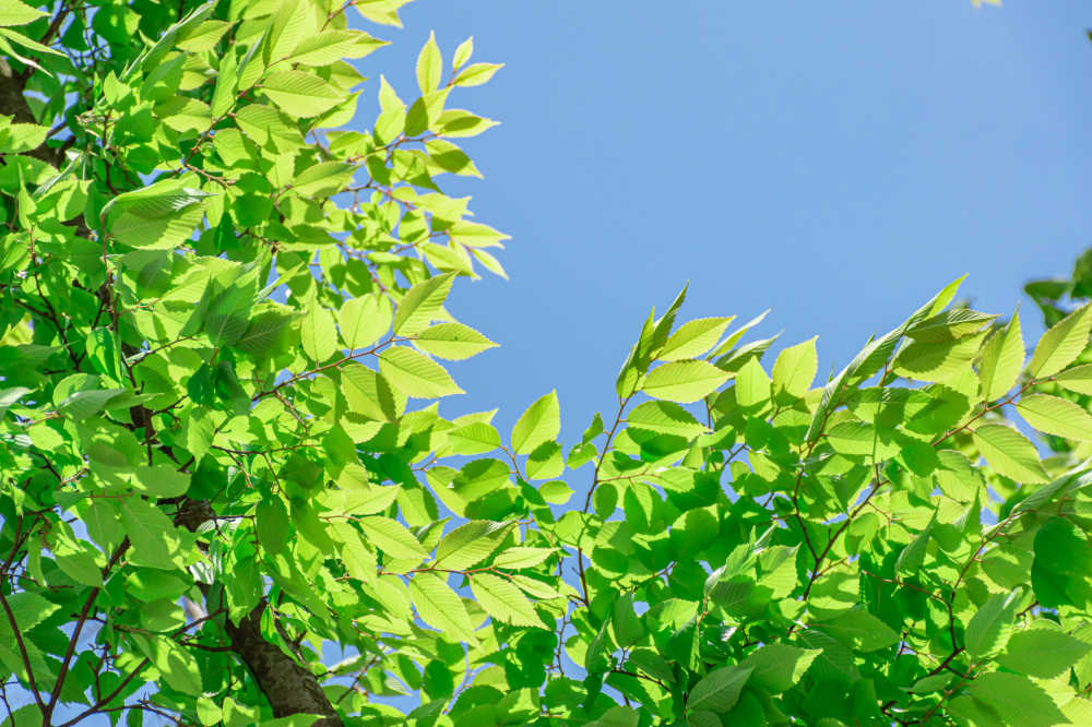 绿色植物的世界