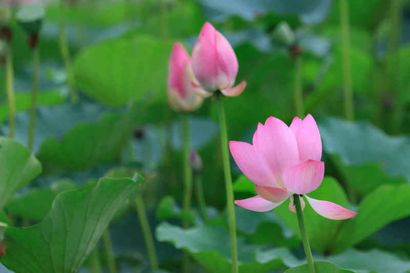 荷花 18