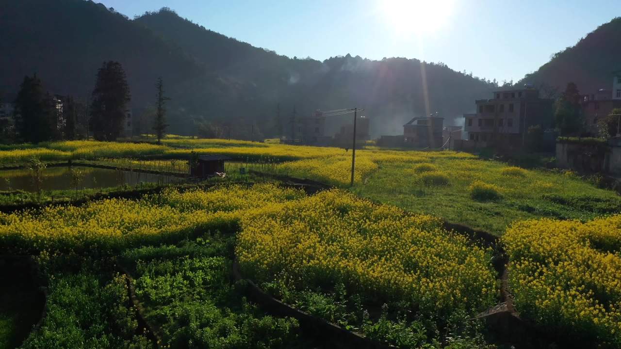 田野上的阳光与宁静