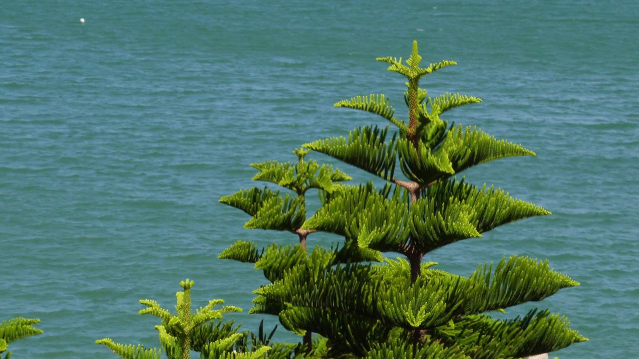 海风吹动小树