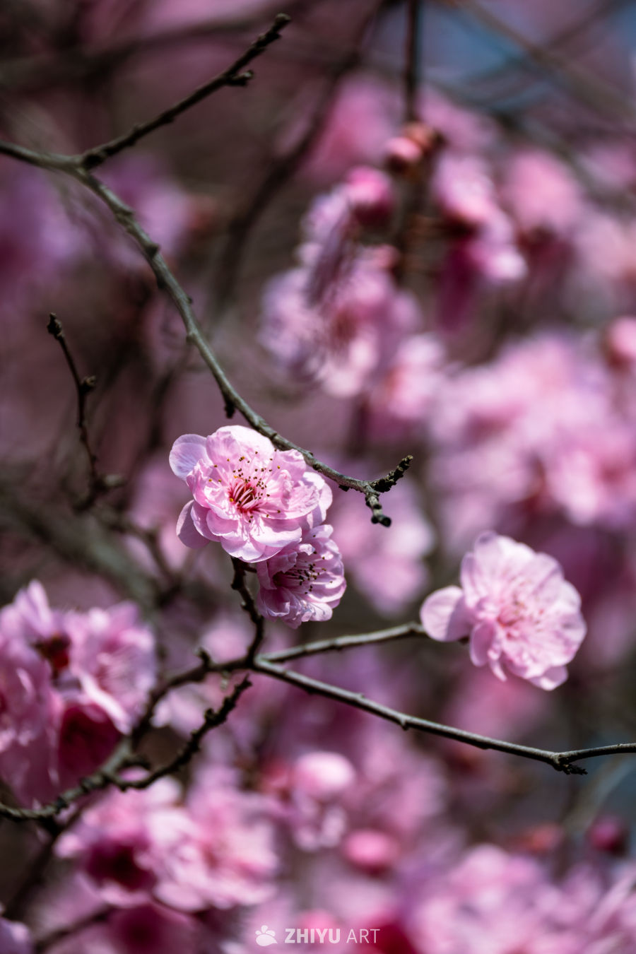 花开春来 6