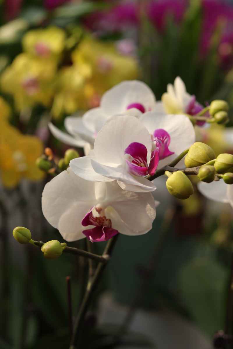 花卉市场 2