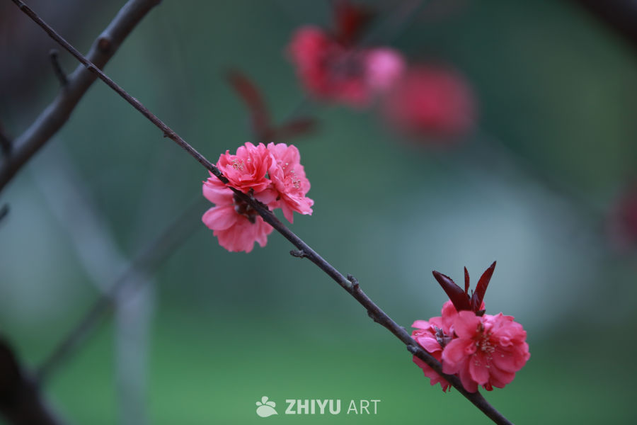 春日花枝