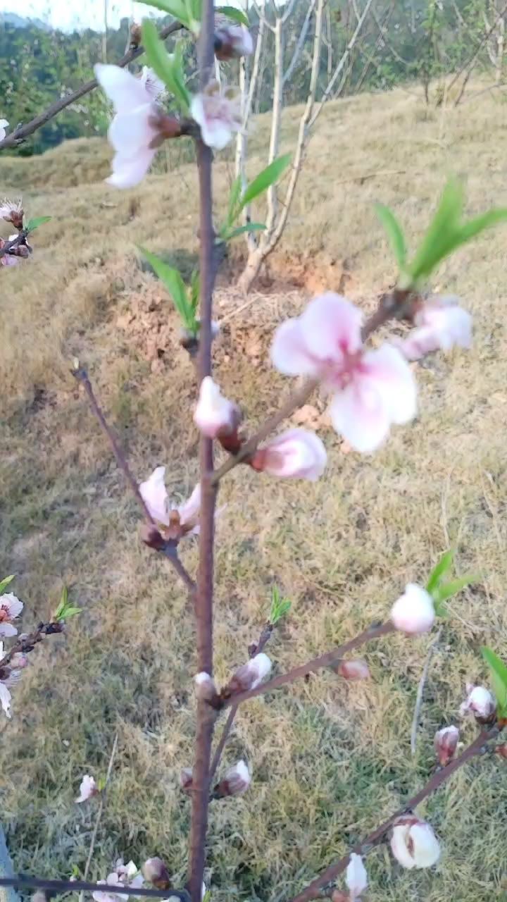 桃花开了