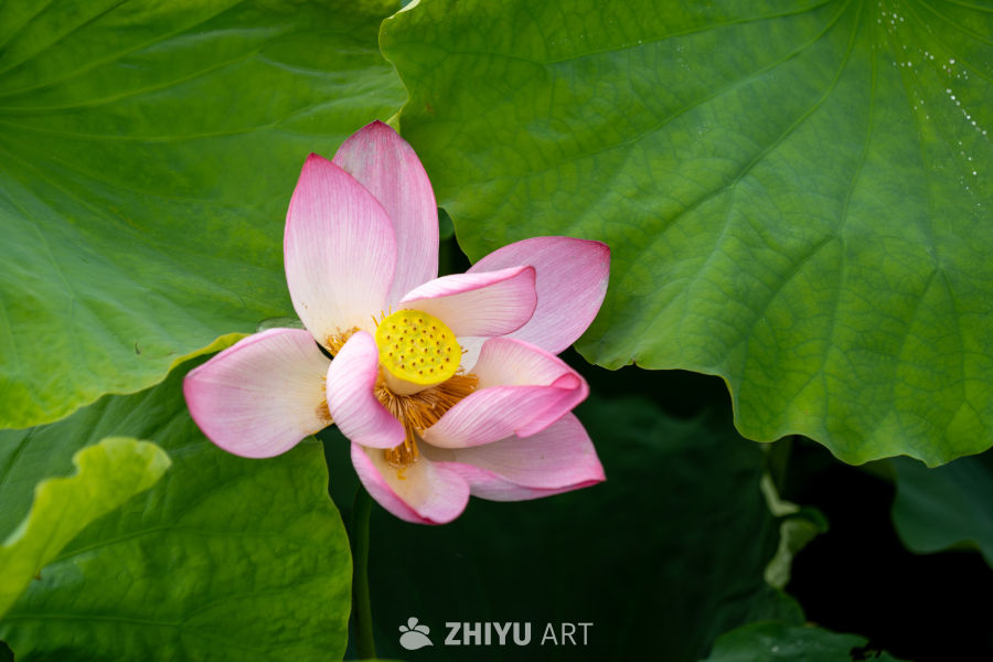 荷花 121