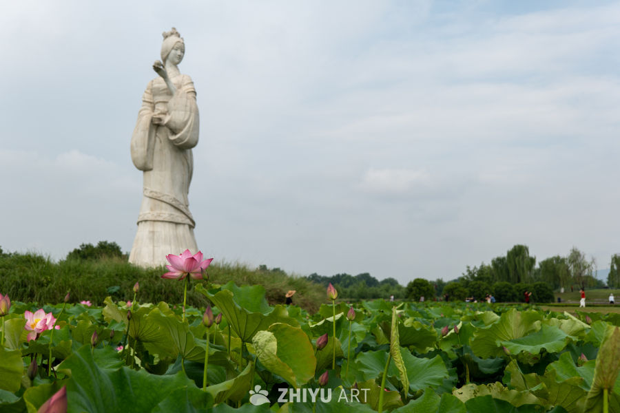 荷花 124