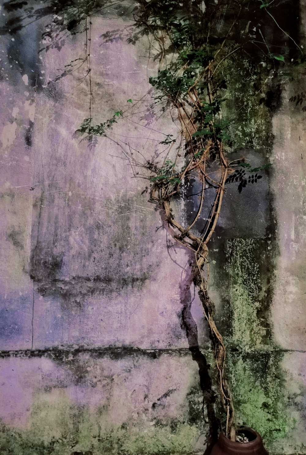 枯藤