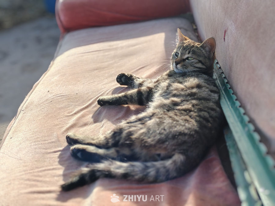 阳光下的猫咪悠闲时光