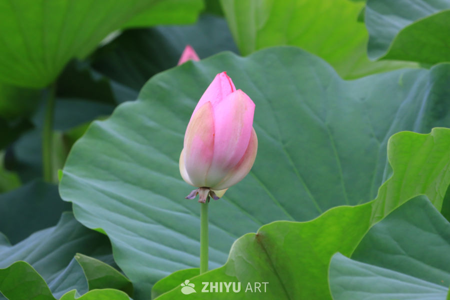 荷花 66