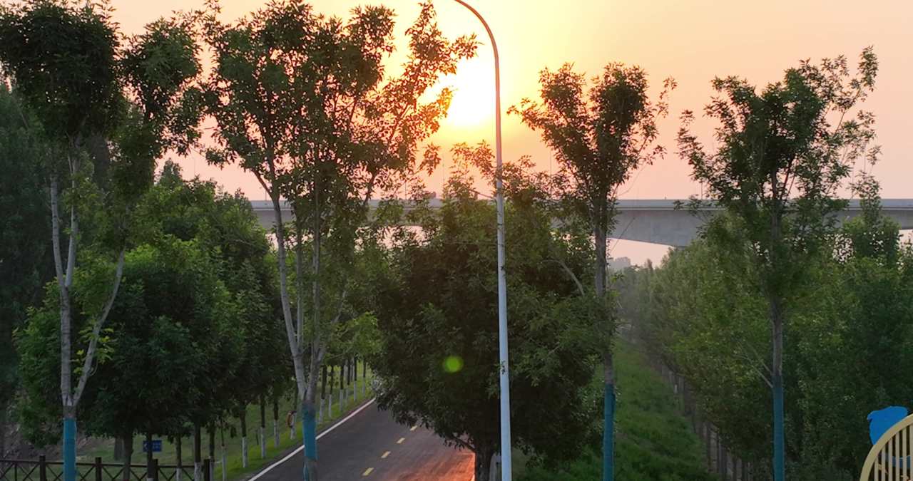 夕阳下的林荫道