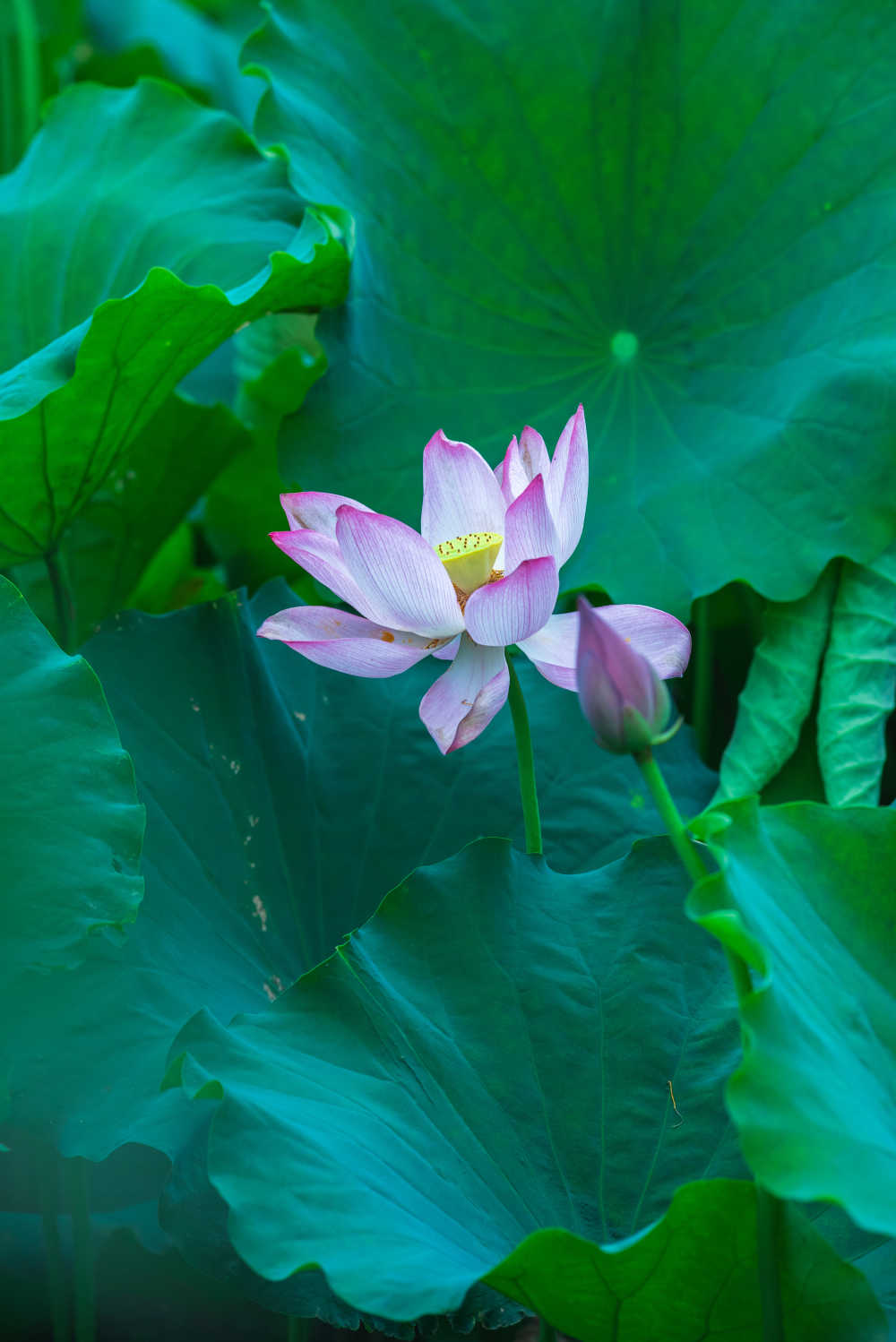 荷花特写