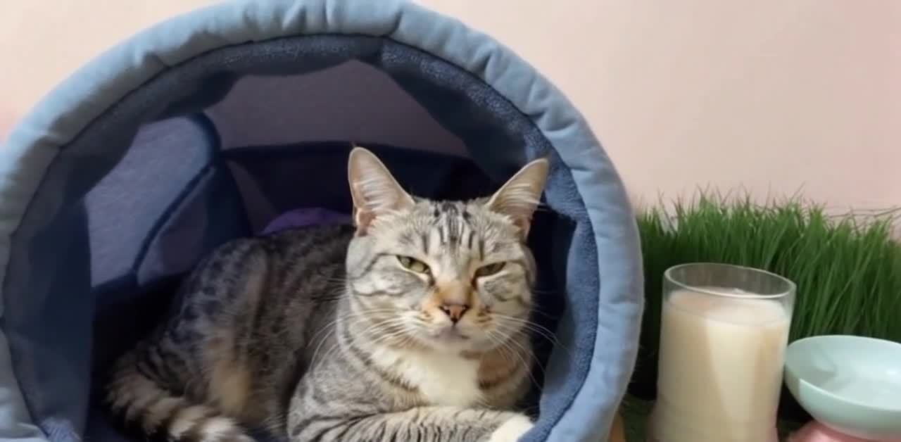 一只美国短毛猫躺在蓝灰相间的猫窝里，猫窝呈圆形，背