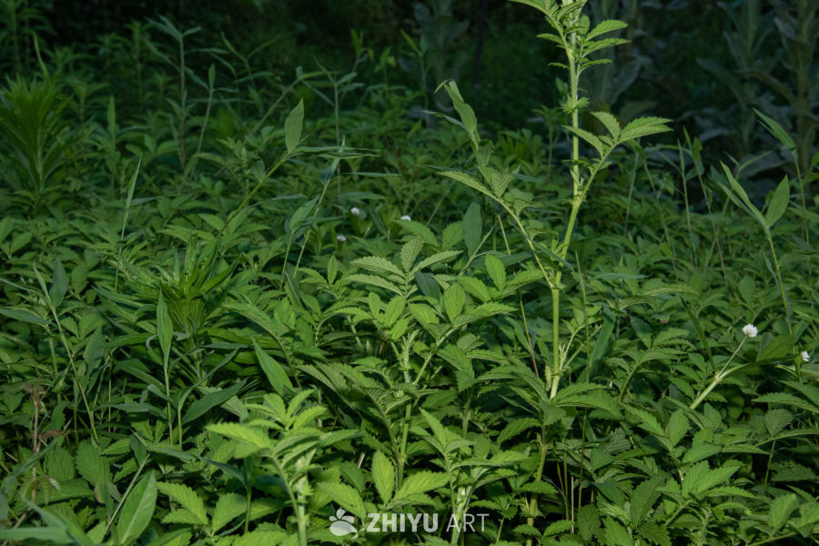 中药材与药材花 47