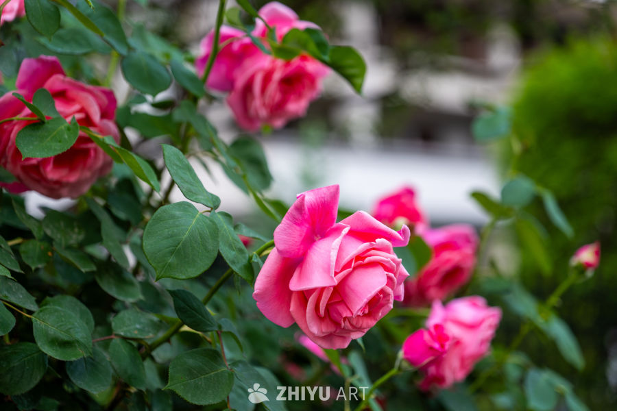 月季花 1