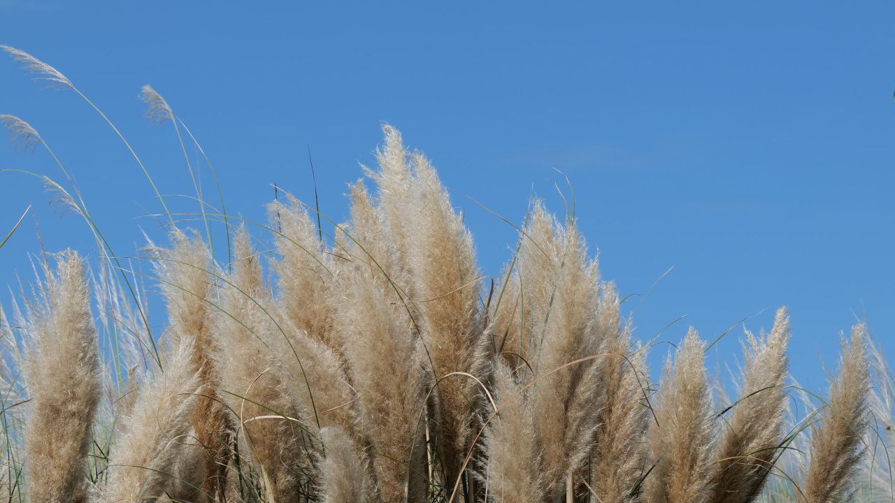 江边芦苇荡 2