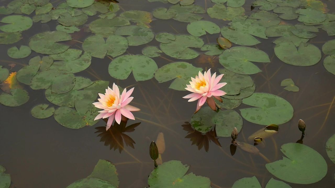 两朵粉睡莲