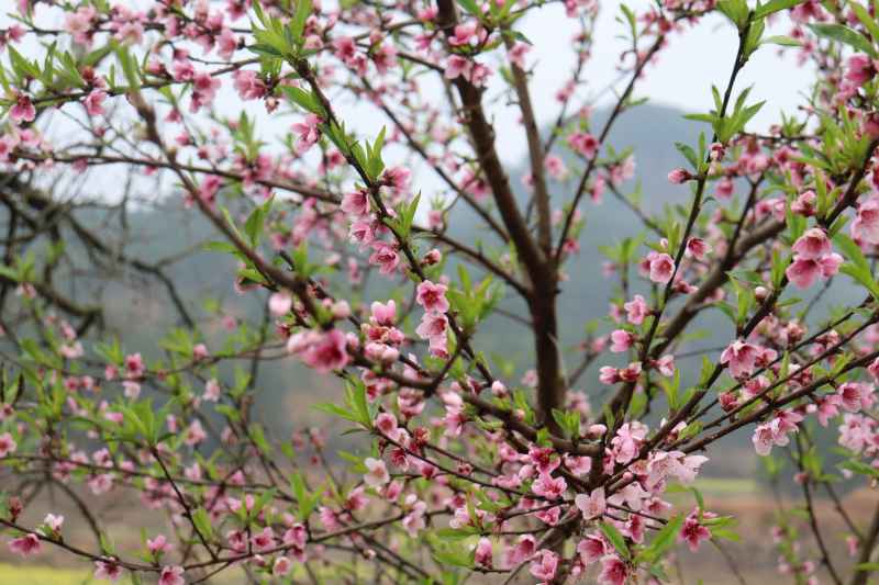春色桃花相映开 2