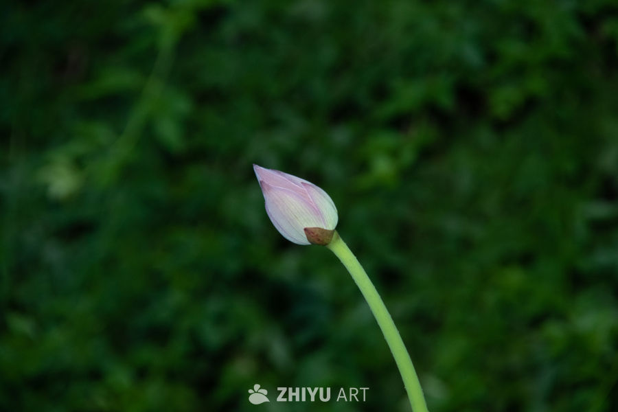 静待绽放的莲