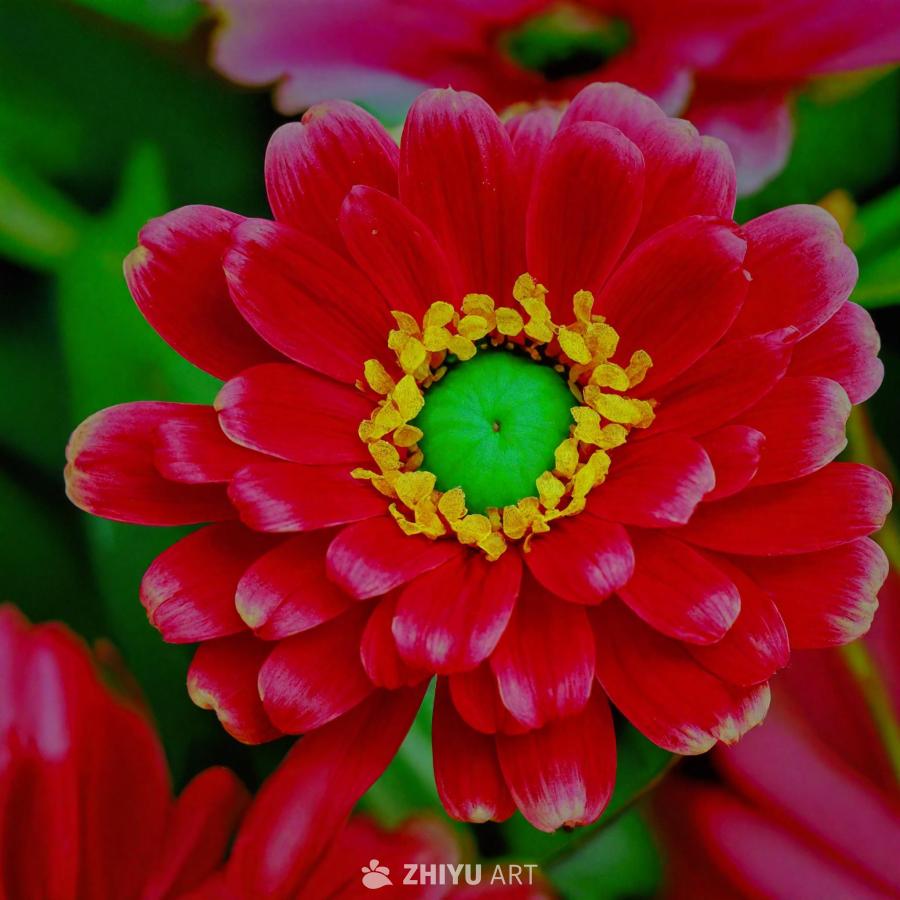 一朵红色花朵的特写镜头，花朵中心是黄色的，周围环绕