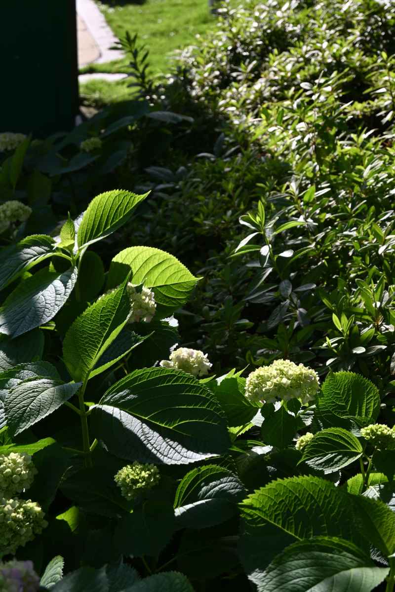 绣球花 7