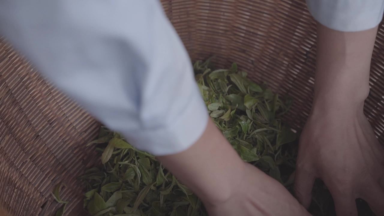 采摘茶叶