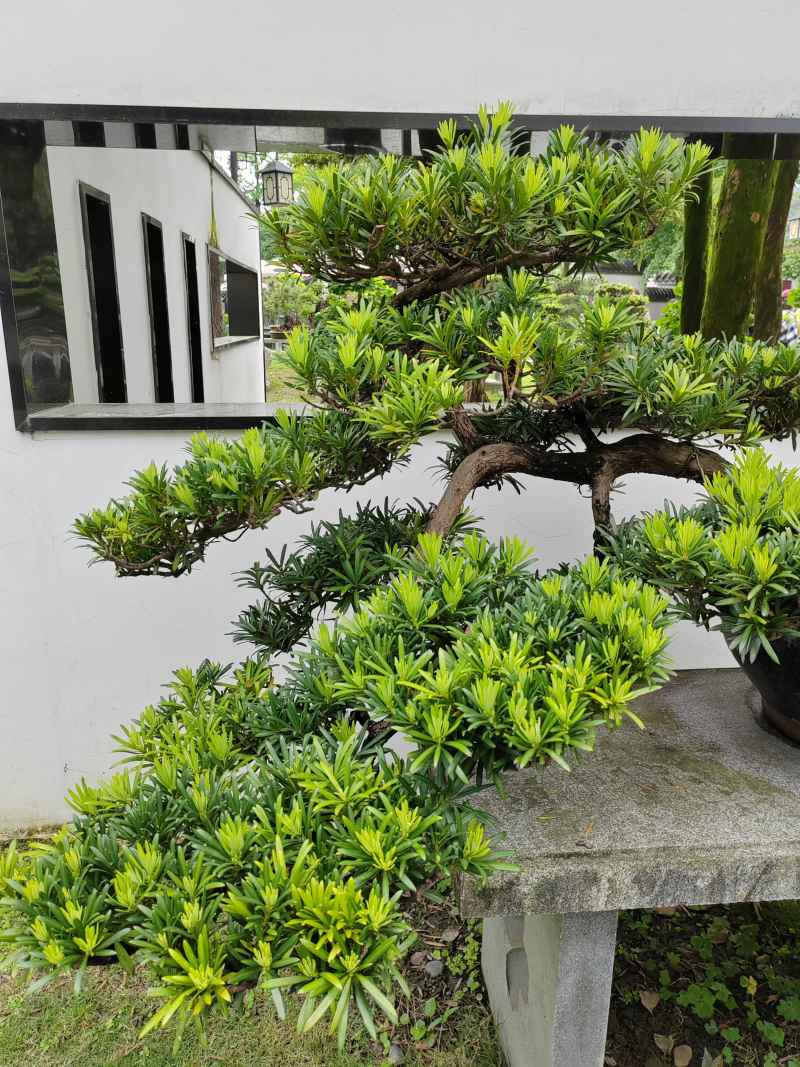 罗汉松