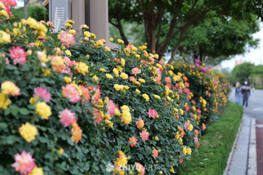 月季花 7