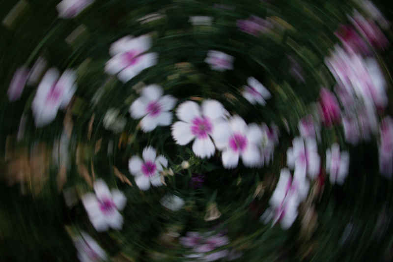 旋转花