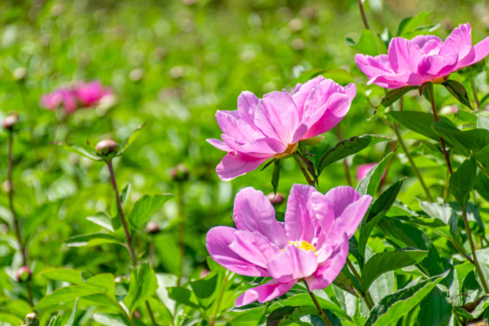 芍药花