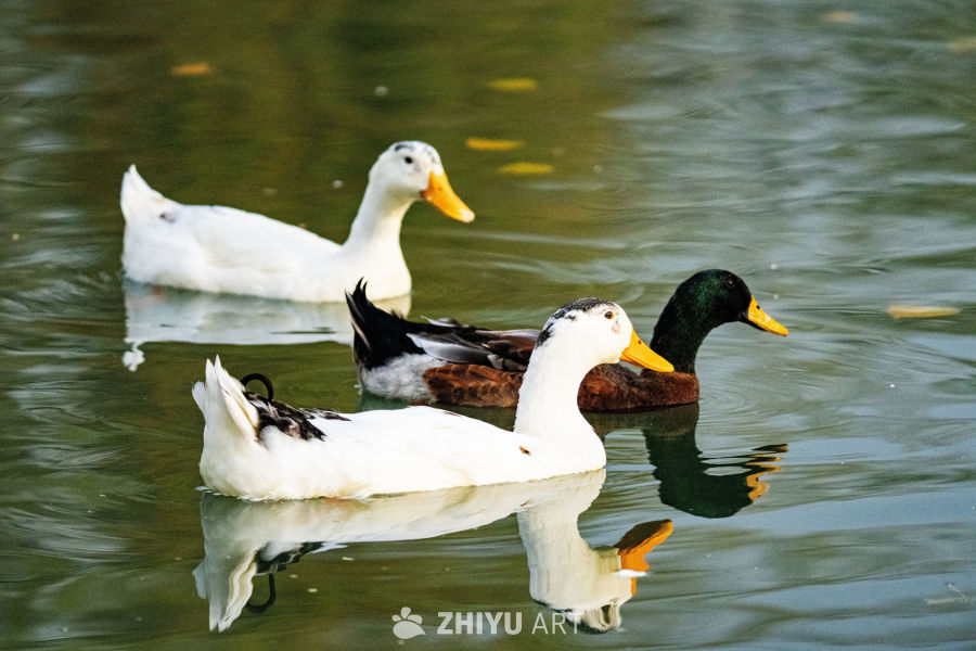 三鸭戏水图