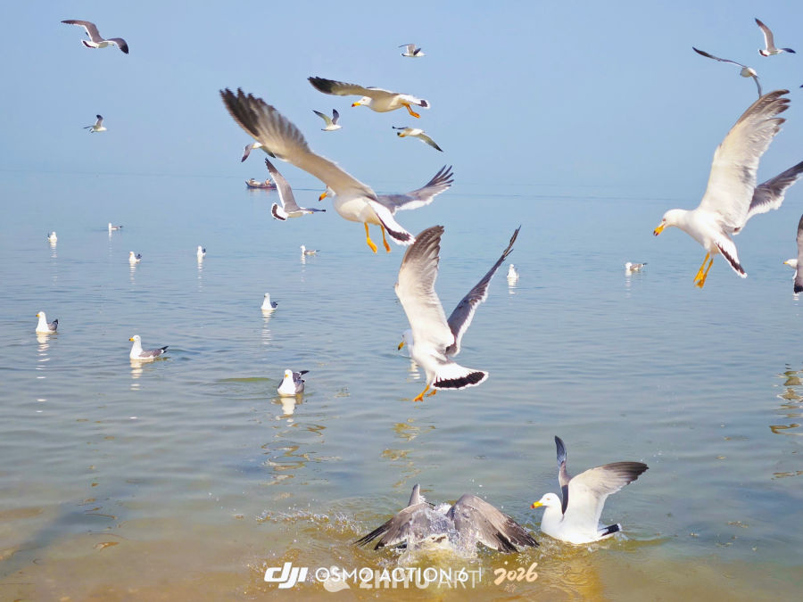 海的信差，在风里投递