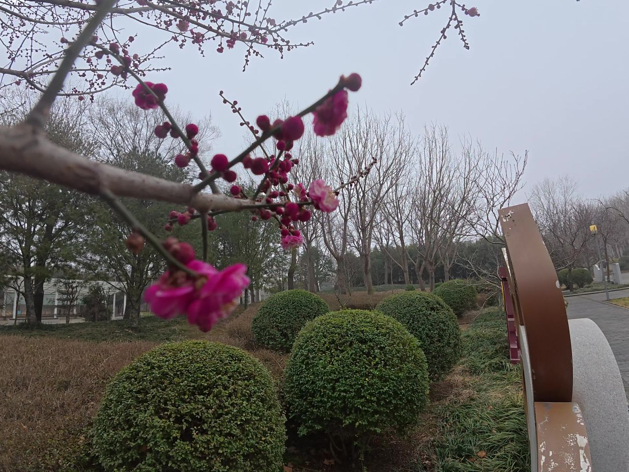 冬日公园的梅花