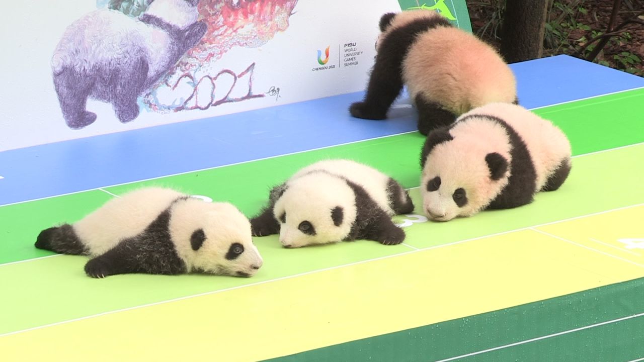 大熊猫宝宝亮相