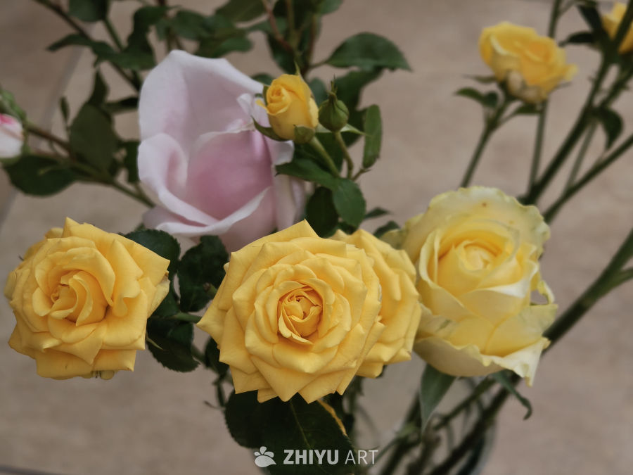 绽放盛开的月季花