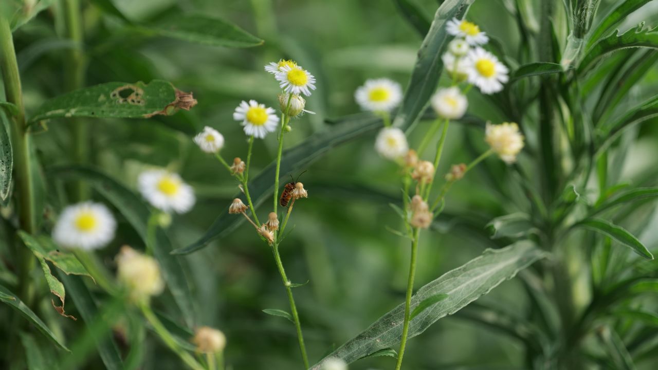 花朵上的昆虫