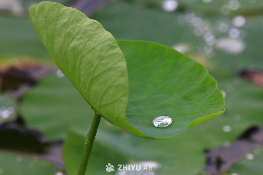 盛夏荷花 16
