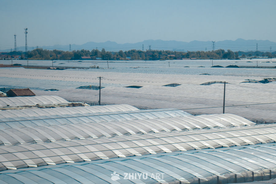 连片温室大棚风光