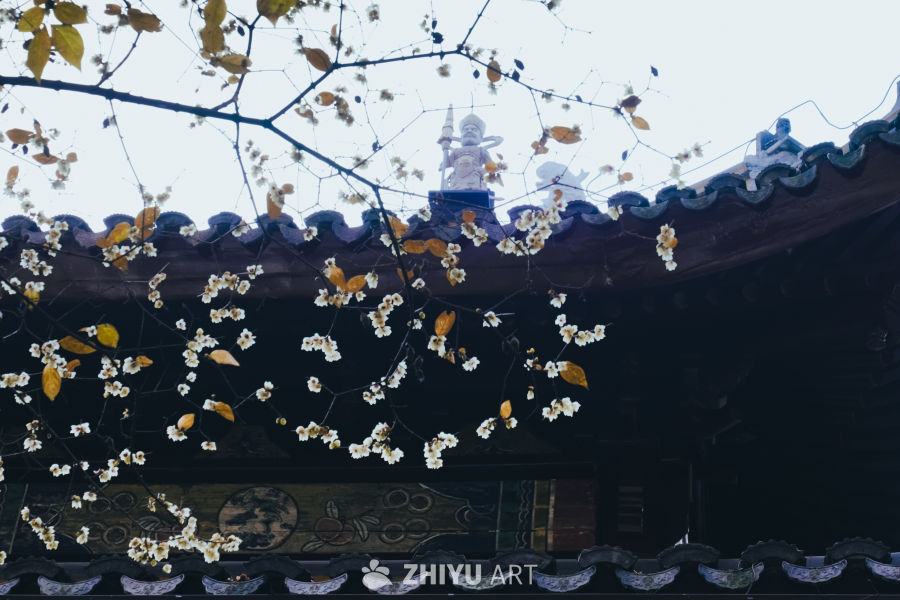 苏州西园寺的腊梅 13