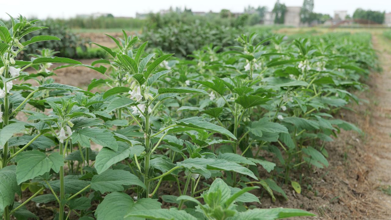 4K农民种植的芝麻蔬菜