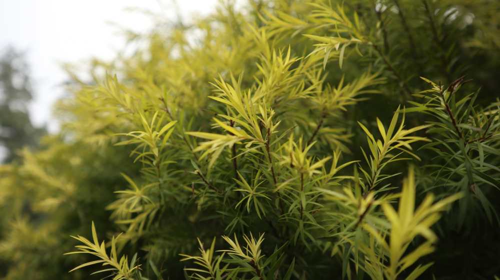 微距植物