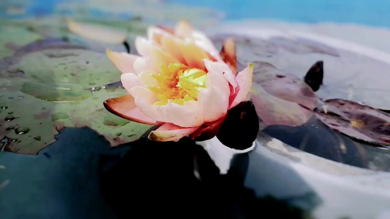 池中的睡莲