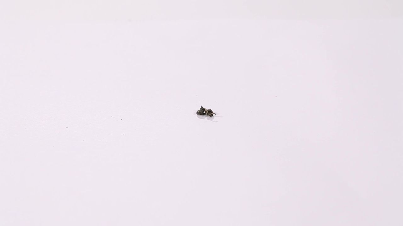 小苦茶空镜绞股蓝