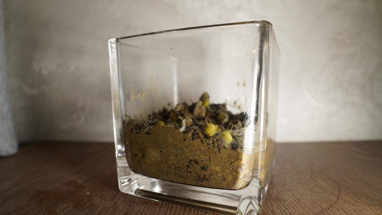 豆芽植物生长延时摄影