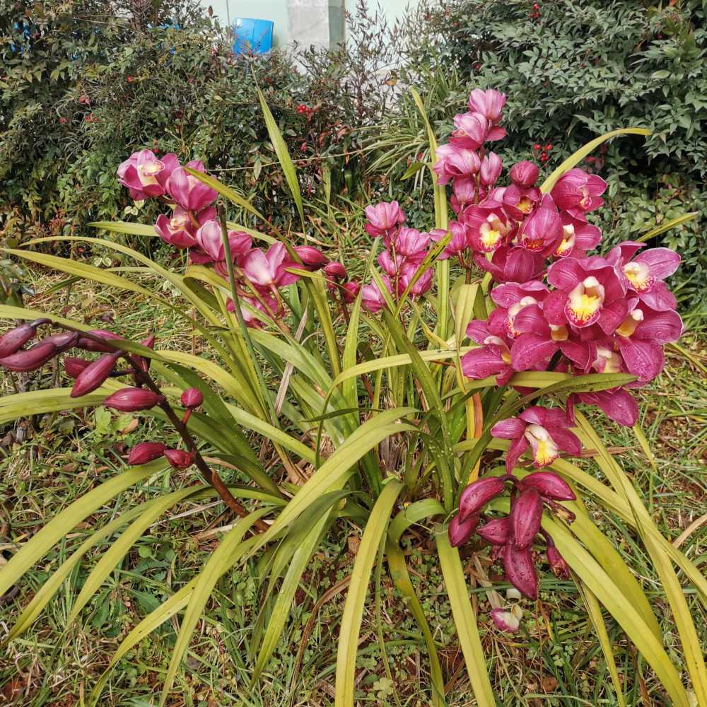 花