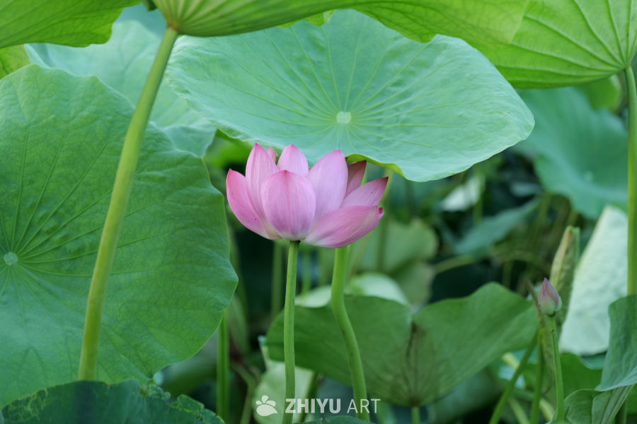 荷花 24