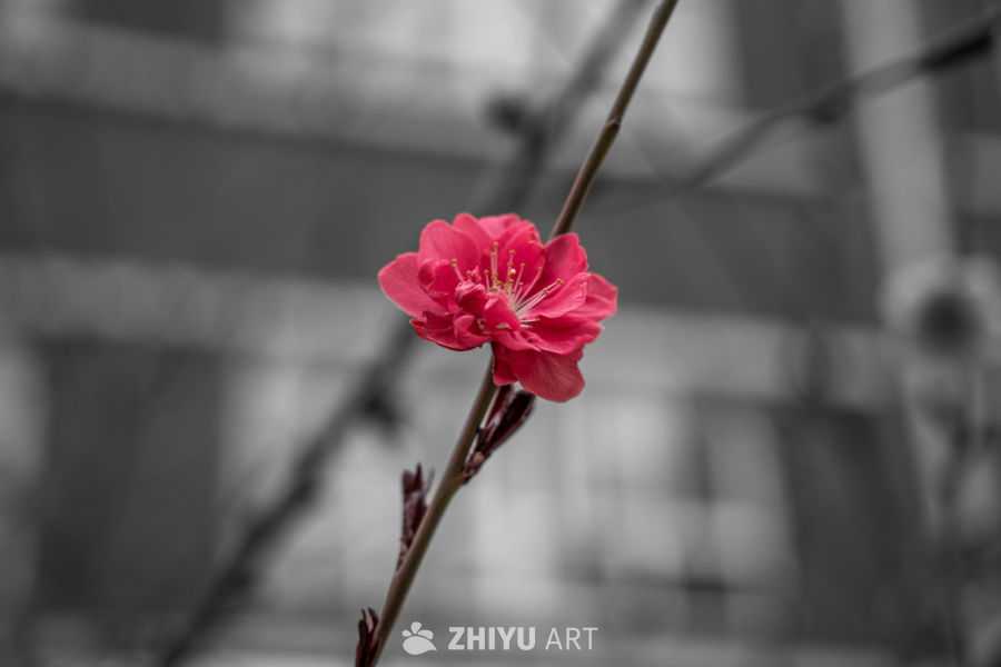 风景秀丽 8