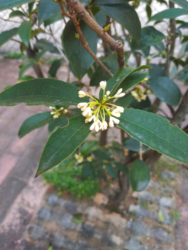 桂花开