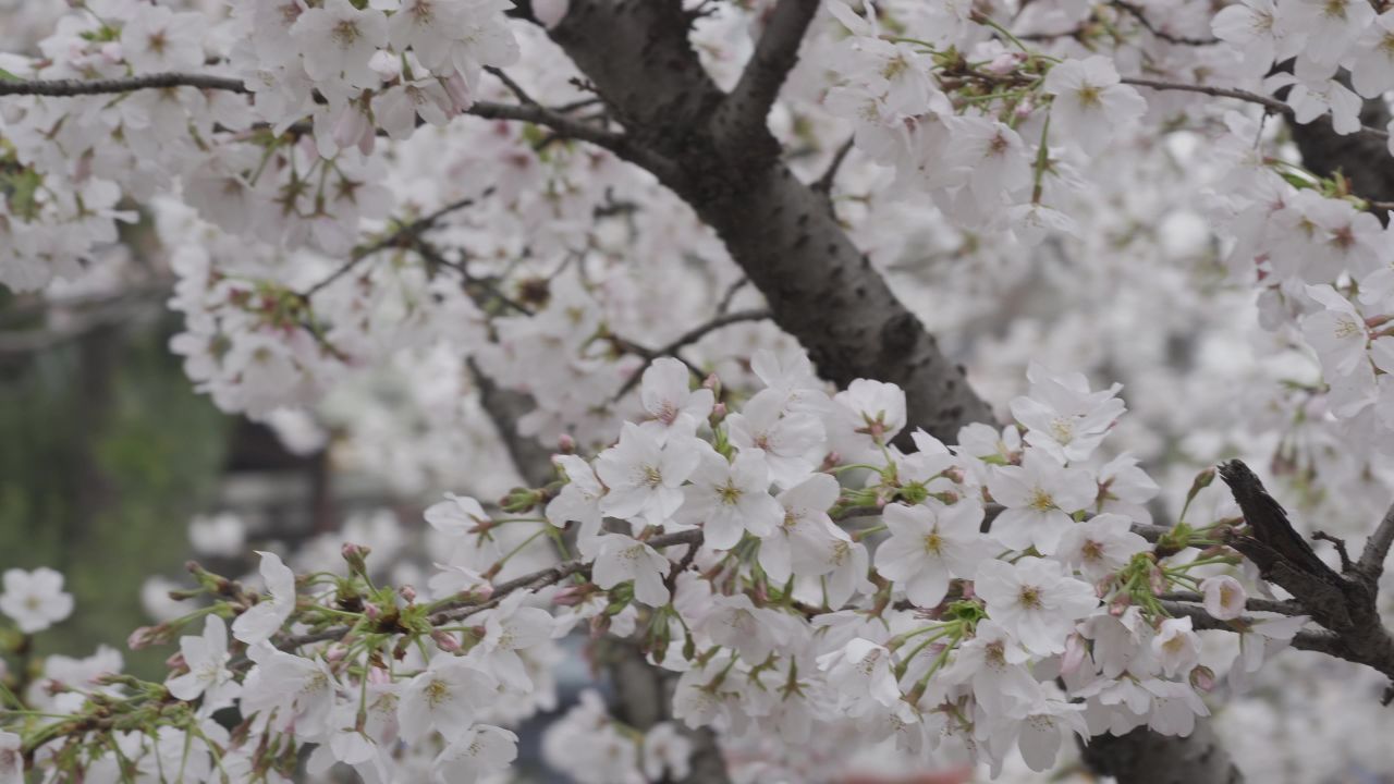 南京樱花拍摄