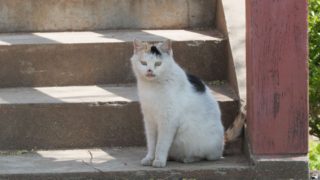 一只猫4K实拍